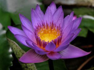 Bangkok Lotus