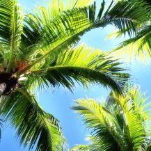 Palm Trees Destination