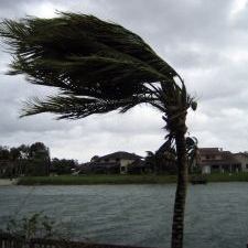 Palm Tree Hurricane Weather