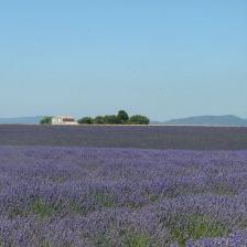 Provence Lavender Field France