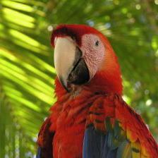 Macaw parrot ecuador