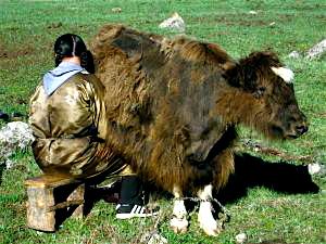 Or milking a yak...