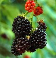 Blackberry berries