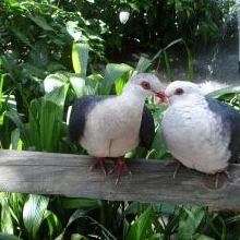 Bird Lovers