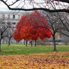 Red Fall Trees Washington DC