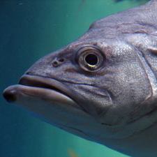 Sea Fish Face