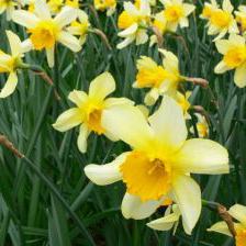 Daffodils Green