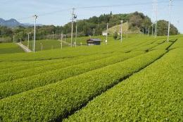 Tea Fields New