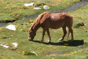 Horse meadow