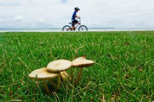 Seaside Shrooms Biking