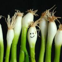 happy onions