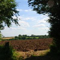 rural field