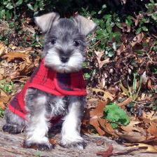puppy wearing cape