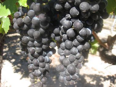 Grapes closeup Sacrashe vineyard