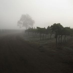 Hall harvest Napa river fog