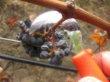 cutting grapes from the vine