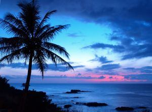 hawaii-palm.jpg