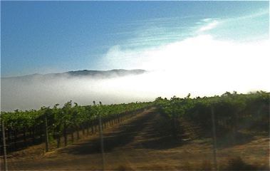 Napa vineyard morning