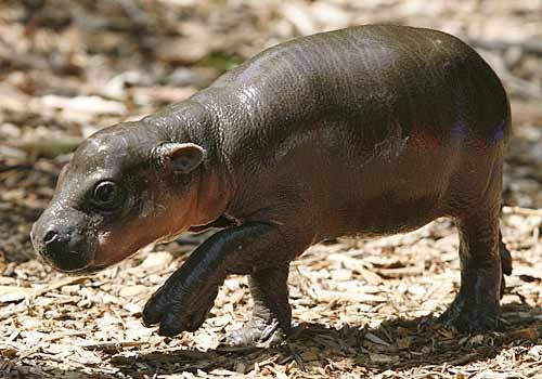 Endangered Pygmy Hippo