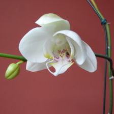 White orchid red background