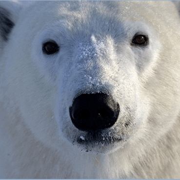 Polar Bear Headshot