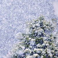 Whiteout Snowy Tree