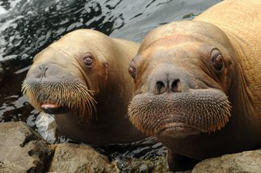 Walrus Baby and Mom