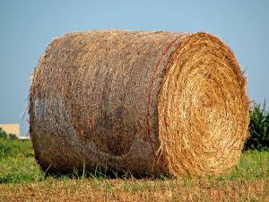 Hey it's hay