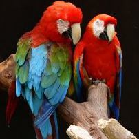 Pair of parrots