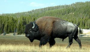 Yellowstone bison in the summer