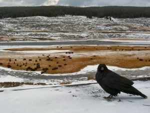 Yellowstone raven