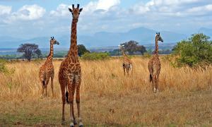 Giraffes seen on a safari in South Africa