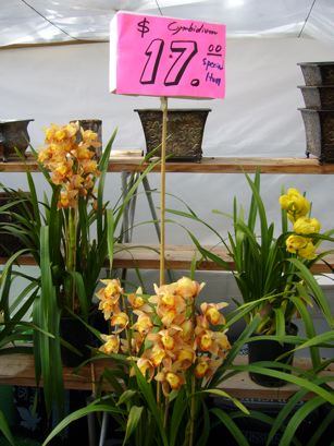 Orchids priced