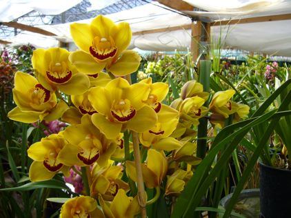 Yellow orchids at Half Moon Bay