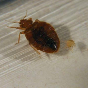 The cockroach's cousin - bed bugs