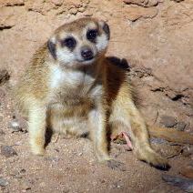 African Meerkat
