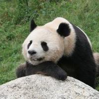 Panda posing for picture