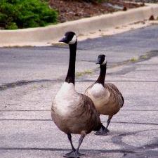 Two Canada geese