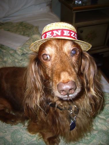 Doggie Venezia Hat