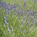 Wild Lavender in Provence, France