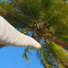 Palm Tree from below