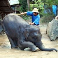 Young Elephant Trainer