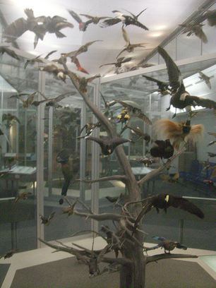 Bird room at Royal Ontario Museum