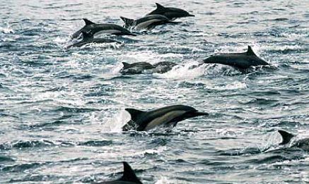 Migrating Sea Mammals (not gray whales)