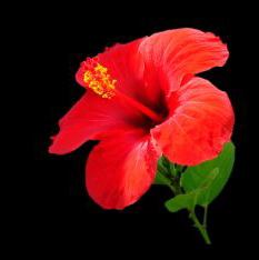 Red Hibiscus - Hawaiian flower