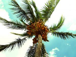 Sunny palm tree