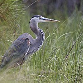 A Heron spotted near Bluffton