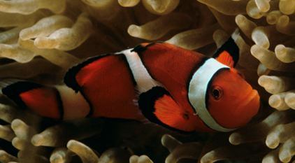 Clownfish - Shedd Aquarium