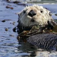 Monterey Aquarium Sea Otter