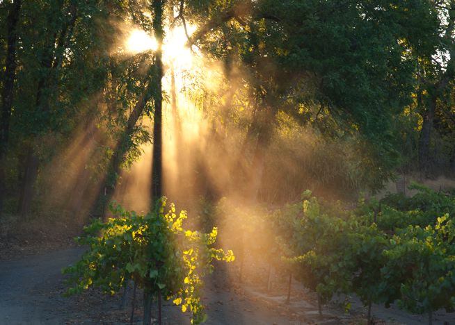 Vineyard light - photo by Andy Katz